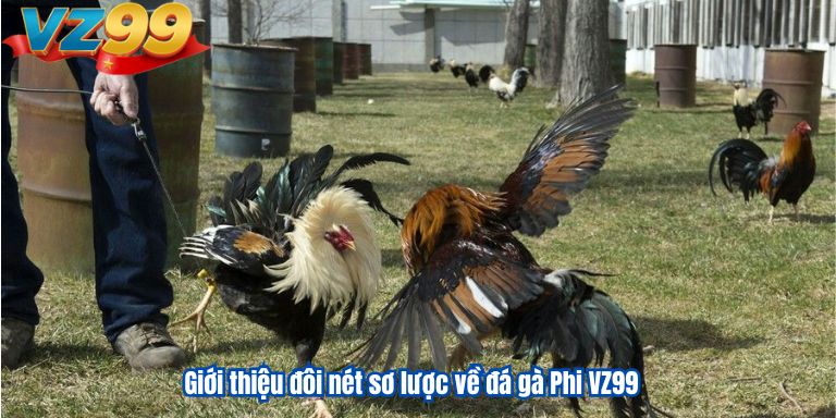 Đá Gà Phi VZ99 – Mãn Nhãn Với Những Trận Đấu Kê Đỉnh Cao 2 Giới thiệu đôi nét sơ lược về đá gà Phi VZ99